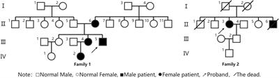 Clinical, myopathological, and genetic features of two Chinese families with Andersen-Tawil syndrome